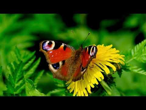 Psicolog&iacute;a del Comportamiento en Animales Acu&aacute;ticos: Una Exploraci&oacute;n Profunda