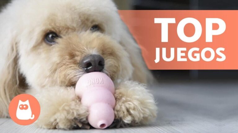 Gu&iacute;a para Elegir los Mejores Juguetes Masticables para Mascotas
