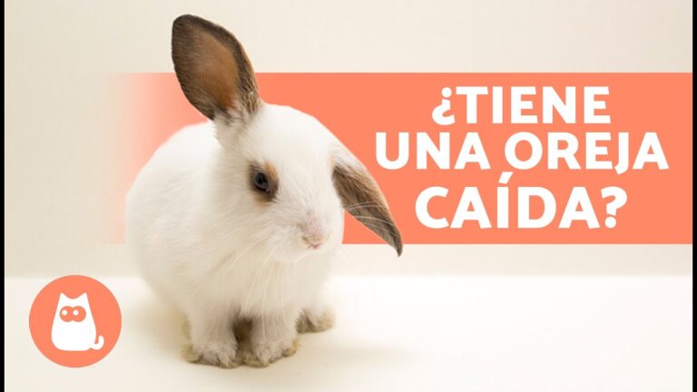 Otitis en Conejos: Entendiendo una Enfermedad Com&uacute;n