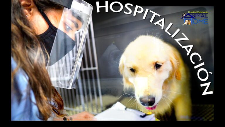 Consulta Veterinaria Especializada en Salud Integral para Mascotas