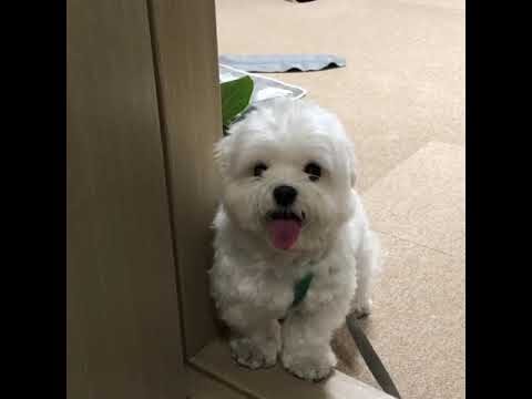 Vacunaci&oacute;n Segura contra Hepatitis para Mascotas