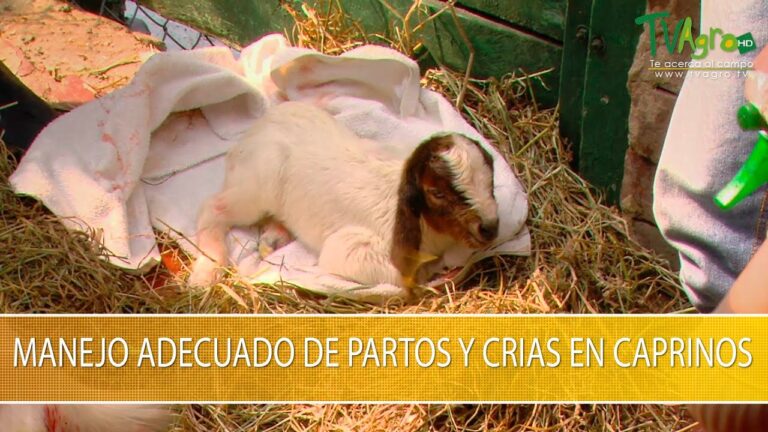 Manejo Efectivo del Parto en Animales