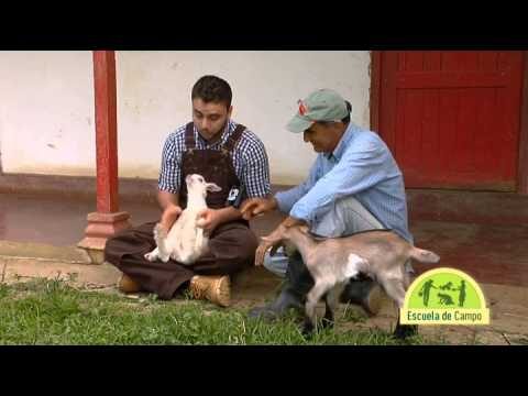 Importancia de la Desparasitaci&oacute;n Peri&oacute;dica en Ovejas