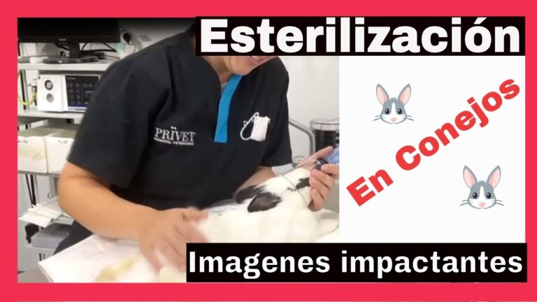 Gu&iacute;a Esencial del Proceso de Castraci&oacute;n en Conejos