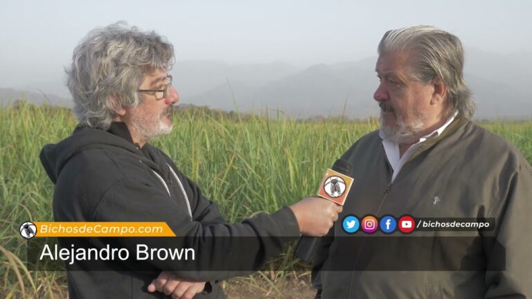 Veterinarios de Campo: Aliados Esenciales para Animales de Granja