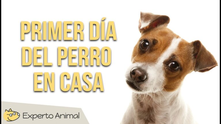 Gu&iacute;a Esencial para Adoptar un Animal de Compa&ntilde;&iacute;a