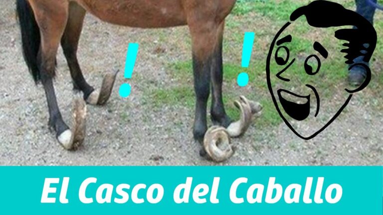Cuidados Esenciales para Pezu&ntilde;as de Equinos