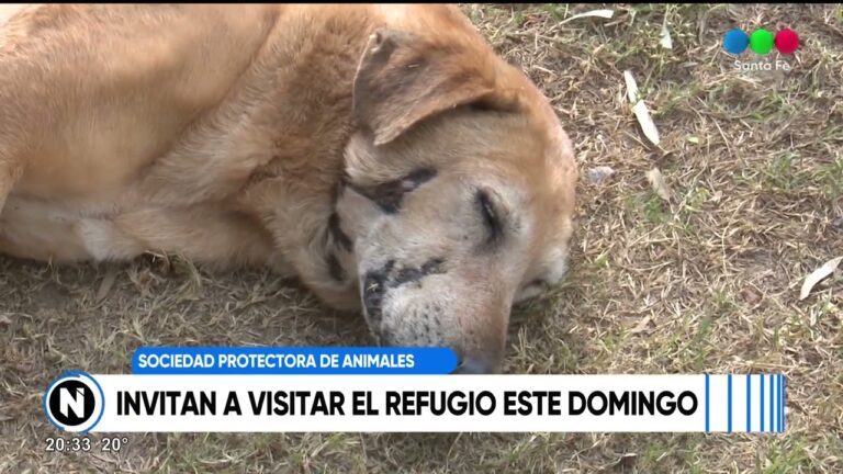 Gu&iacute;a para Prepararte para Visitar un Refugio de Animales