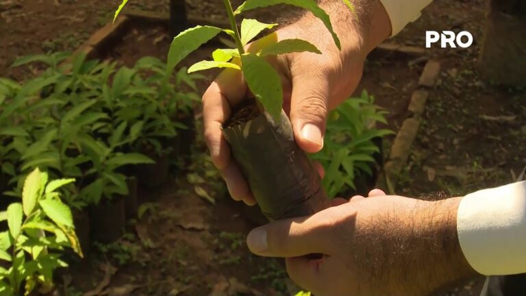 Identificaci&oacute;n de Especies Mediante Cr&iacute;a