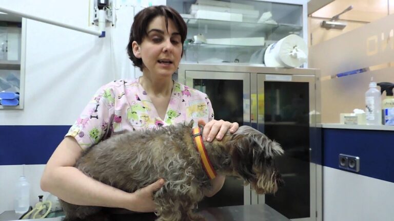 Mejores Pr&aacute;cticas en Cirug&iacute;a de Tumores Mamarios en Mascotas