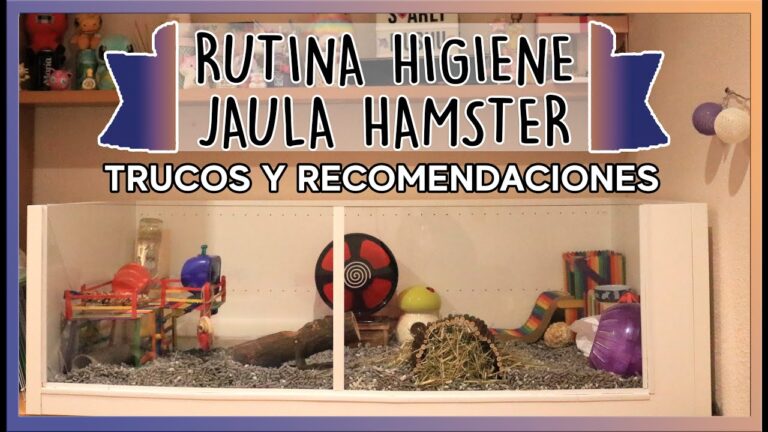 Mantenimiento Efectivo de la Higiene en Jaulas de Roedores