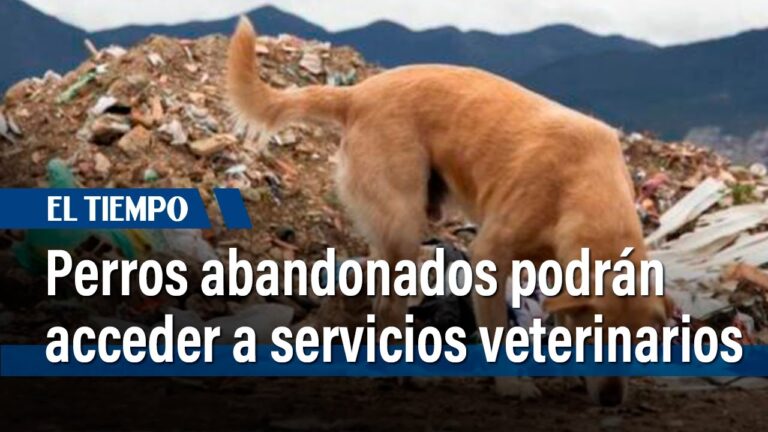 Cuidados Esenciales en Servicios Veterinarios para Mascotas Mayores