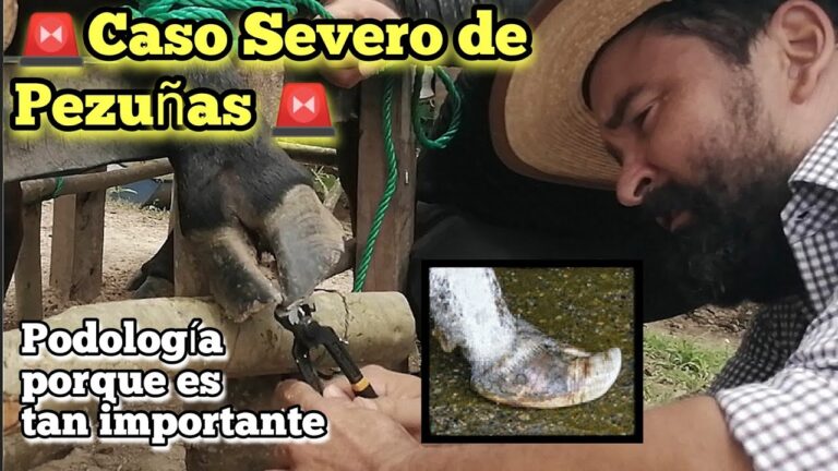 Cuidado Efectivo de Pezu&ntilde;as: Recomendaciones Veterinarias