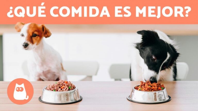 Alimentaci&oacute;n Balanceada: Clave para la Salud de tus Mascotas