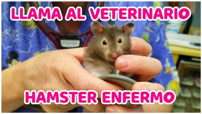 C&oacute;mo encontrar un veterinario de confianza para tu h&aacute;mster