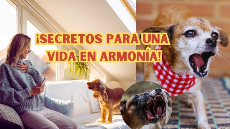 Entrenadores de Refuerzo Positivo para Mascotas: Claves del &Eacute;xito