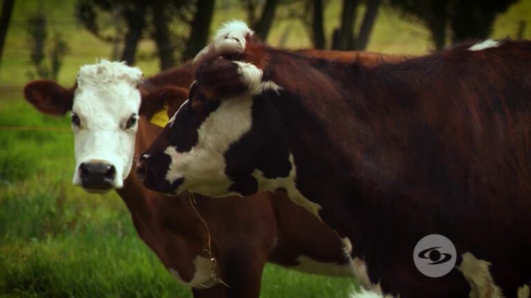 Control Efectivo de Par&aacute;sitos en la Desparasitaci&oacute;n Animal