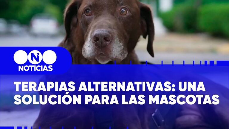 Alternativas Terap&eacute;uticas Innovadoras para Mascotas