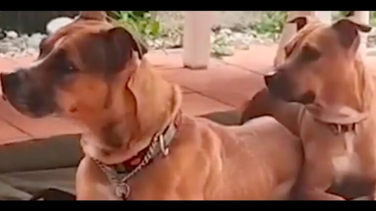 Claves para una Adopci&oacute;n Exitosa de Animales