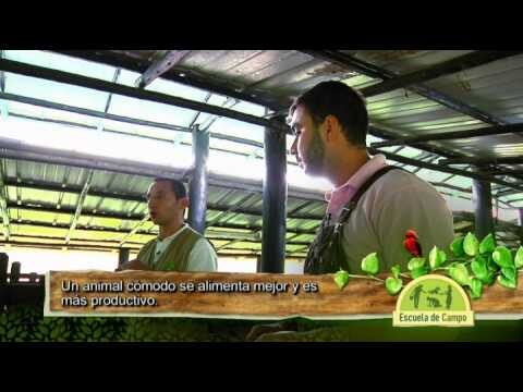 Control Sanitario Efectivo en la Vacunaci&oacute;n Ovina