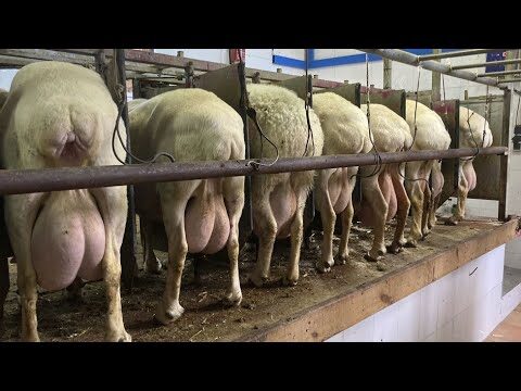 Cr&iacute;a Eficiente de Ovejas en Granjas Especializadas