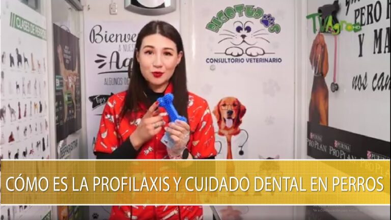 Beneficios de la Cirug&iacute;a Dental en Veterinaria