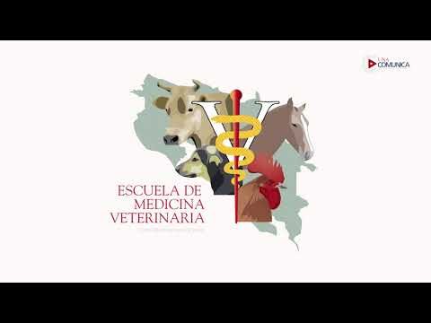 Mejorando la Salud Animal: La Importancia de la Consulta Especializada en Veterinaria Interna