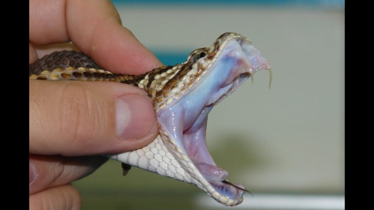 Prevenci&oacute;n de Accidentes con Reptiles Dom&eacute;sticos