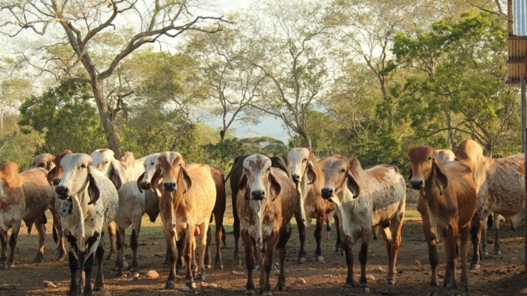 Avances en la Crianza de Animales de Granja y Gen&eacute;tica Bovina