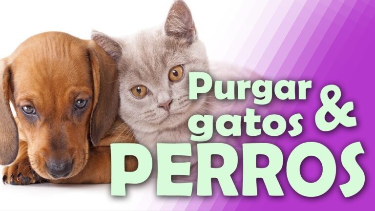 Mitos y Verdades sobre la Desparasitaci&oacute;n de Mascotas