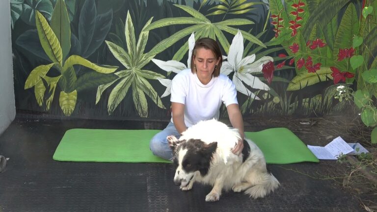 Beneficios del Reiki en Terapias Alternativas para Animales