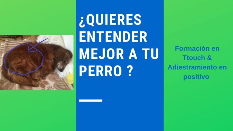 Adiestramiento Positivo y Comunicaci&oacute;n No Verbal: Claves para una Conexi&oacute;n Efectiva