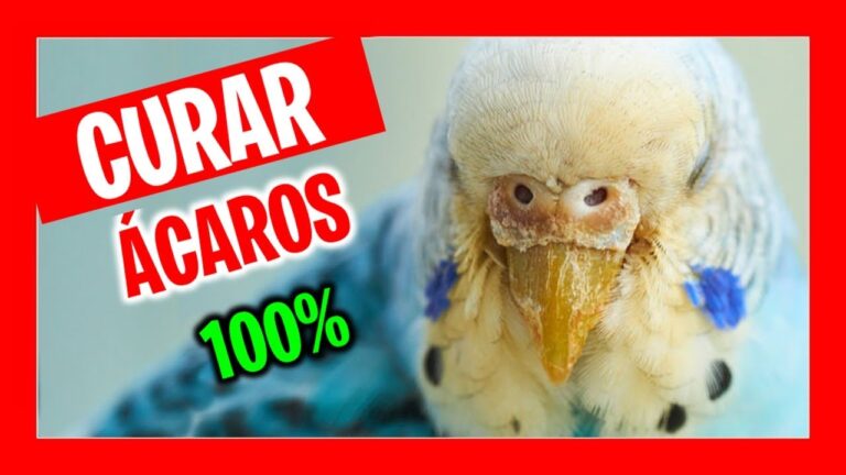 Tratamientos Veterinarios Efectivos para Prevenir Par&aacute;sitos en Aves