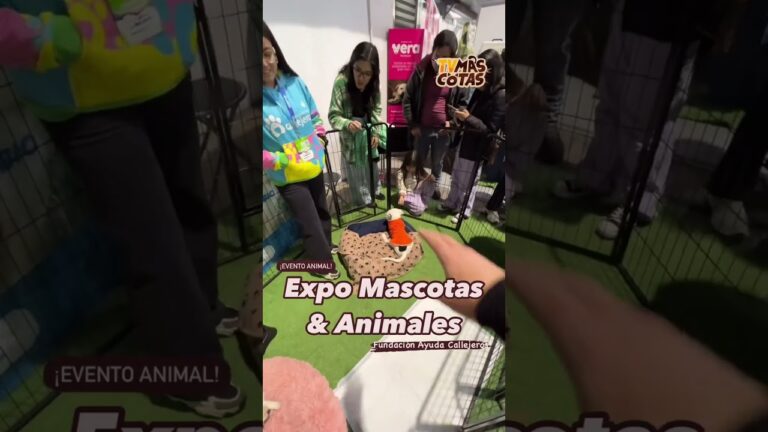 Cuidados Esenciales para la Adopci&oacute;n de Animales