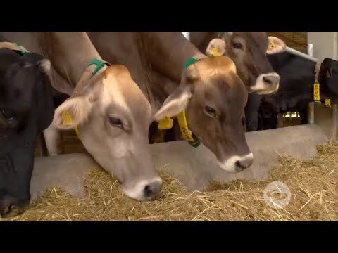Cuidado Veterinario en la Alimentaci&oacute;n de Vacas de Granja