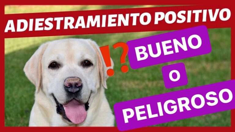 Adiestramiento Positivo para un Comportamiento Adecuado