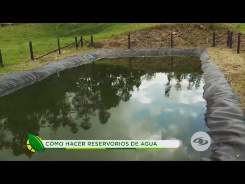 Estrategias Efectivas para el Manejo de la Humedad en Viviendas de Reptiles
