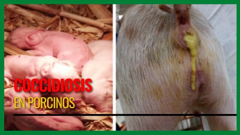 Control Efectivo de Par&aacute;sitos en la Crianza de Cerdos de Granja