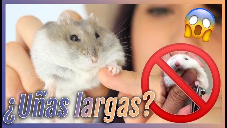 Manicura para H&aacute;msters: Cuidados en la Consulta Veterinaria