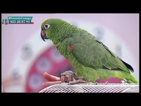 Manejo del Estr&eacute;s en Aves Dom&eacute;sticas y su Atenci&oacute;n Veterinaria