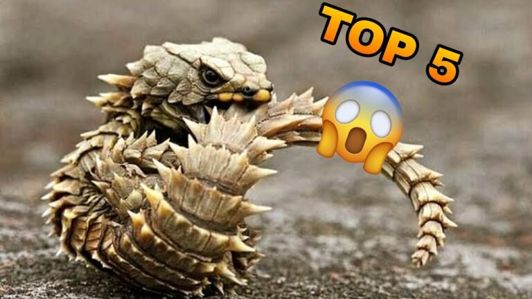 Cuidado de Reptiles Ex&oacute;ticos como Mascotas
