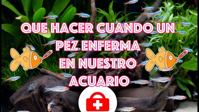Rehabilitaci&oacute;n Efectiva de Peces Enfermos en Acuarios
