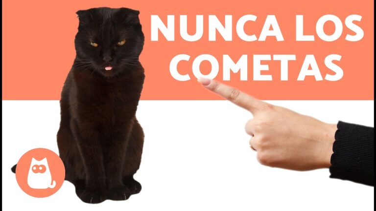 Estrategias Efectivas para Corregir Conductas en Gatos