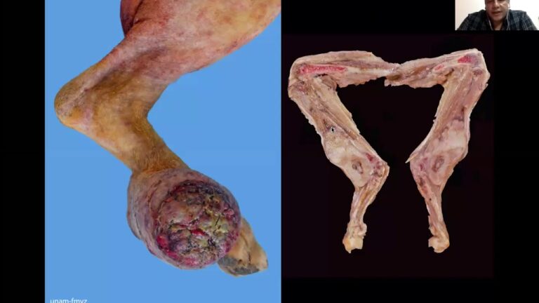 Innovaciones en Cirug&iacute;as Nasales para Animales