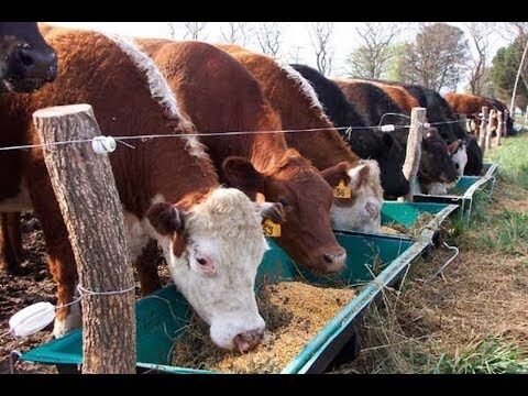 Estrategias Efectivas de Cría y Registro Genealógico en Animales