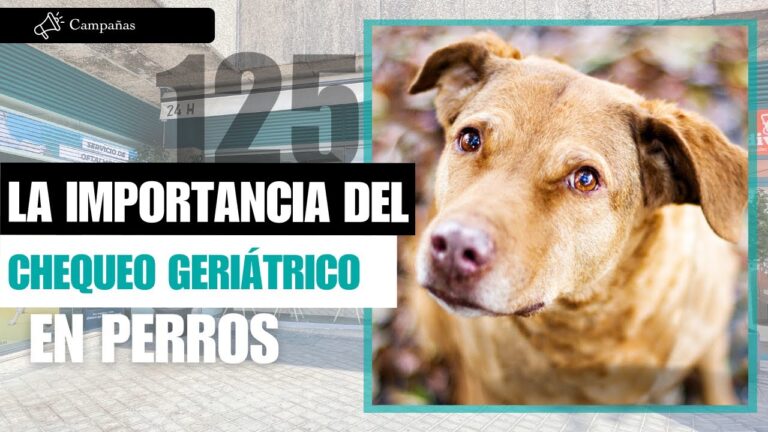 Tratamientos Veterinarios Efectivos para Problemas Geriátricos en Mascotas