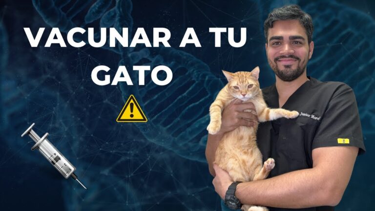 Riesgos de No Vacunar a tu Mascota contra la Leucemia