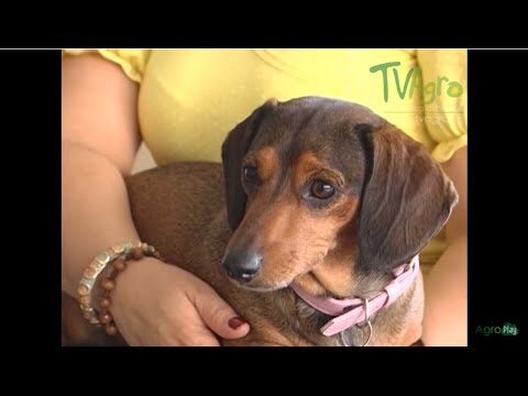 Gu&iacute;a Pr&aacute;ctica para Adoptar Animales de Forma Segura