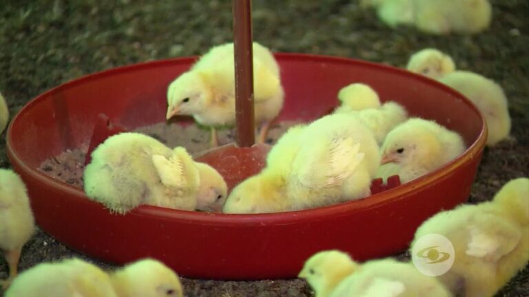 Estrategias Efectivas para el Manejo Nutricional en Aves de Granja