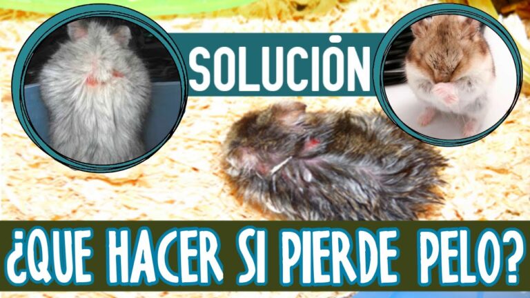 Consejos Veterinarios para Manejar el Estr&eacute;s en H&aacute;msters